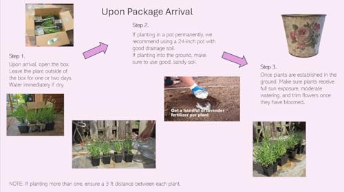 L+ Lavender 'Hidcote Blue' – 4 Live Plants in 4" Pots – Dark Purple Flowers – Fragrant, Pollinator-Friendly, Drought & Deer Resistant – Grown in Washington