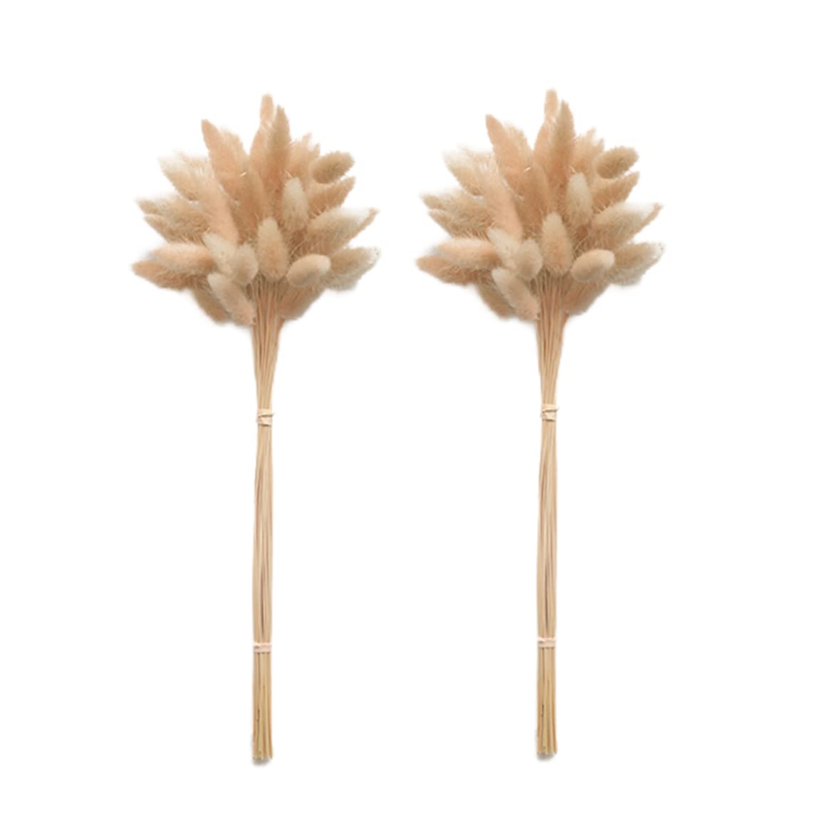 Bouquet pampas lapin pour vase : 50 plantes séchées naturelles décoratives