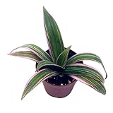 BubbleBlooms Moses in The Cradle, 2 inch Tradescantia spathacea, Rhoeo discolor, Spiderwort spiderplant, Pink Spider Oyster Plant, boatlily