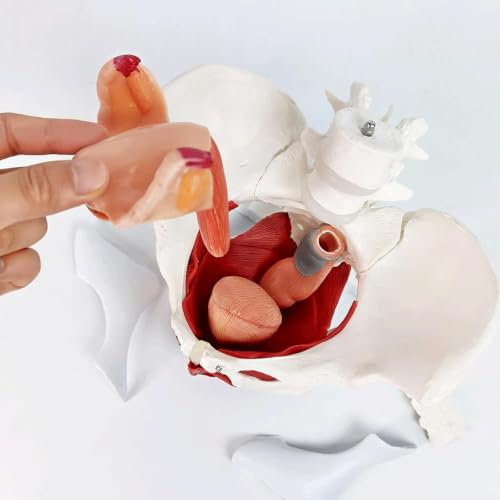 Modelo de pelvis femenina con órganos extraíbles para resolver dudas anatómicas en clase 6