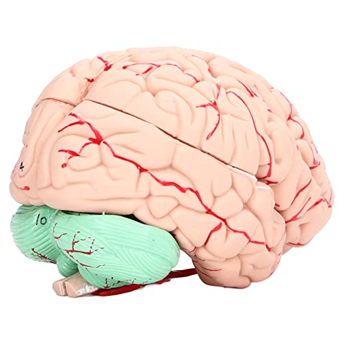 Modelo de cerebro humano en PVC duradero con piezas anatómicas estables