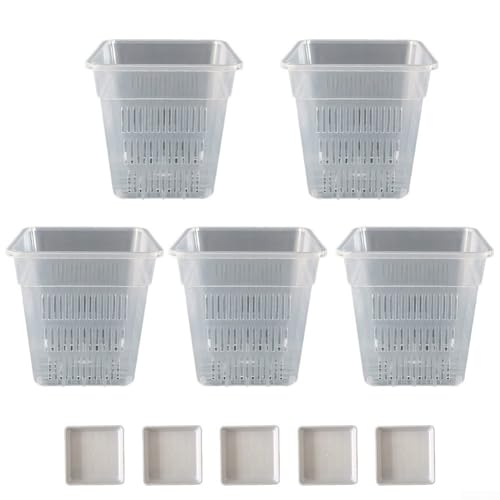 Besttoolifes Vaso quadrato trasparente per orchidee con circolazione dell'aria per
