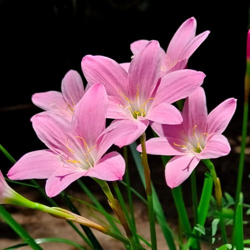 Image of Rain Lily (Zephyranthes) Bulbs by Korrel Seeds - Vibrant Flower Bulbs for Garden & Outdoor Planting - Ideal for Rainy Season Bloom (100, Pink)