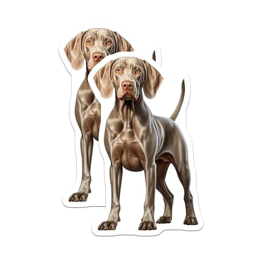 (2 Pack) Weimaraner Dog Magnets - Realistic Pet Portrait - Breed Specific Refrigerator Decor for Dog Owners - 5 Inches On Longest Side - Thick Durable Magnet - Made in USA - MAG32592