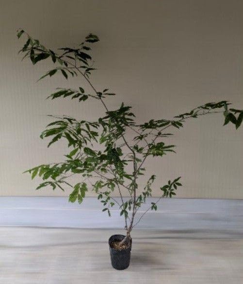 宮様楓盆栽値下げ根上がり紅葉盆栽 楓盆栽！貴重品 楽天市場】楓 盆栽