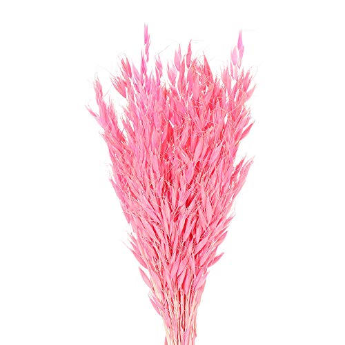 Pampas Grass Large 25pcs Natural Dried Wheat Ear miniatura 1