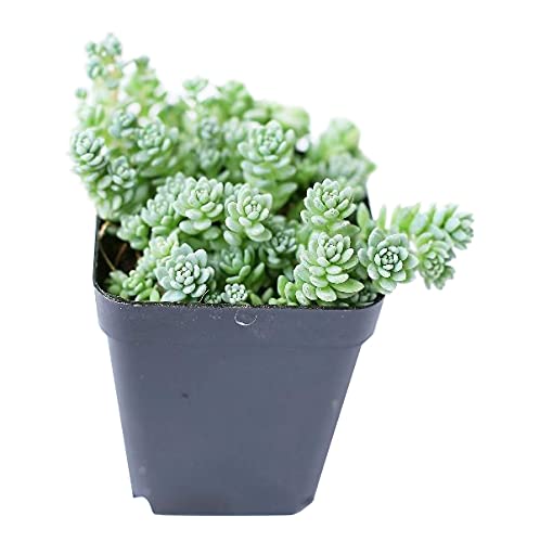 Sedum Little Missy Variegated Stonecrop - Sedum Major Succulent (2