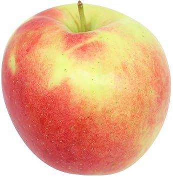 5 Ambrosia Apple Tree Seeds