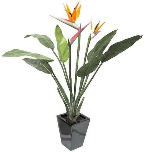 Crown Flora Bird of Paradise Plant (Crane Flower) Live Exotic Flower Plant