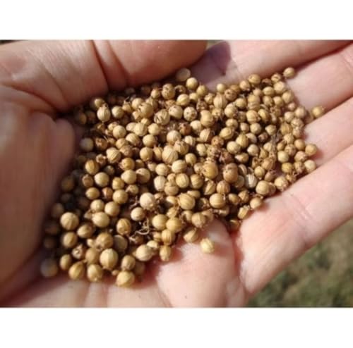 Coentro em Grão para Consumo,Plantio,Natural do Norte de Minas Gerais 300g