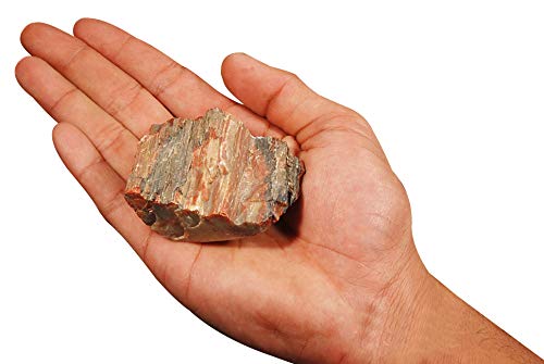 Rock Your Chakra Petrified Wood 3
