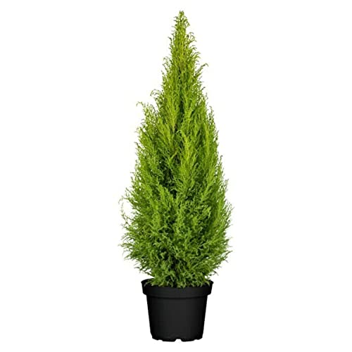 Verdecora Cipres Cupressus Macrocarpa Wilma| Ciprés de Monterrey, Ciprés de Limón | Planta natural de exterior con olor a limón (Maceta 5 Litros) (Altura total aproximada 45-50cm)