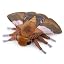 Brown Ginkgo Moth 14.96inch