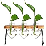 Makluce Stations de propagation de plantes, pot de fleurs en verre pour plantes hydroponiques, terrarium avec support en bois pour décoration de table