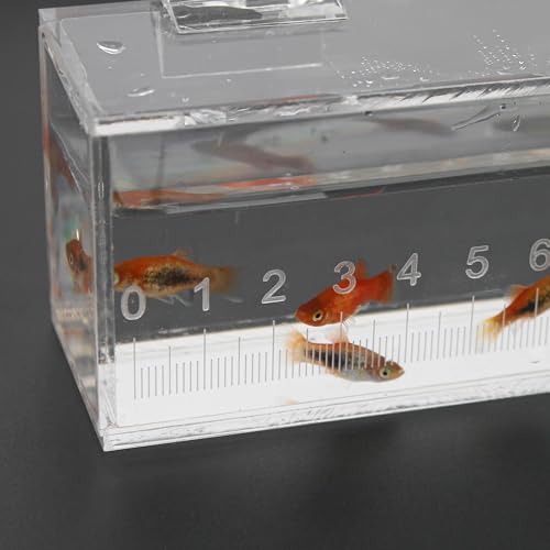Image of Fish Viewing Box Container with Lid and Scale, Acrylic Portable Fishing Mini Aquarium, Small Fish Breeder Hatching Boxes, Safe Tank Case for Breeding Egg Photo Isolation Outdoor Indoor
