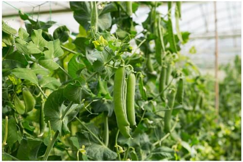 PREMIER SEEDS DIRECT - Pea - Alderman - 250 Finest Seeds - Main Crop - Tall