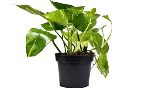 Potho Natural Planta Colgante Ideal para Decorar el Interior de la Casa