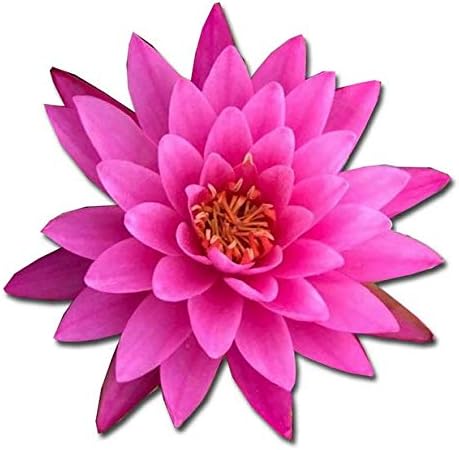 GreenPro Nymphaea Mayla Water Lily Tuber