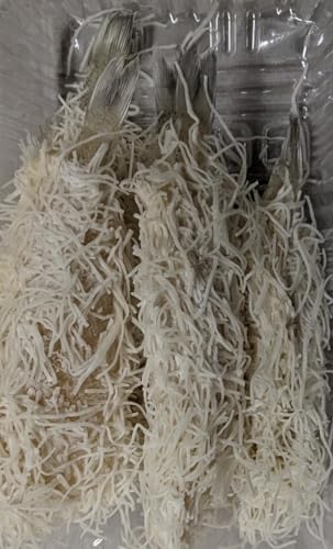 Ⓚ LX̃xV\[Xg J_Ct 1oio24{j Ɩp