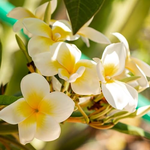 Aceite Esencial Frangipani 10ml con Gotero de Vidrio miniatura 4