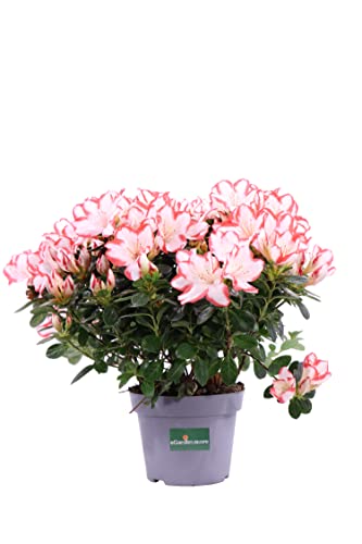 Pianta vera di Azalea Japonica da fiore vari colori pianta fiorita ornamentale da arredo esterno o interno venduta da eGarden.store (Bicolor)
