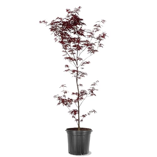 Emperor One Japanese Red Maple in 7 gal pot
