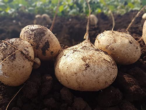 40 Jicama Seeds - Mexican Yam Bean - Root Potato Tuber Fruit Seeds For Planting Garden #TOP2