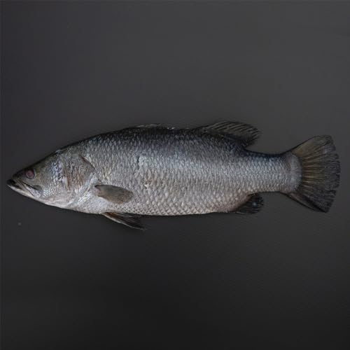 Arabian Sea Bass Fish UAE, 1 kg Approx.