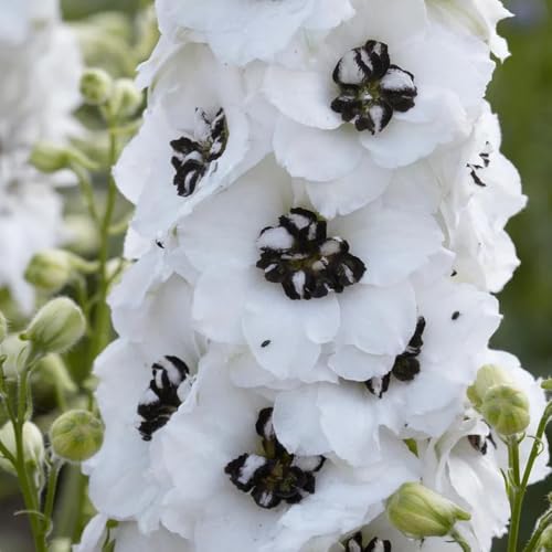 semi di delphinium, semi di selvatici Consolida ajacis, serre da balcone giardino roccioso resistenti autunnali resistenti esotiche 300pcs