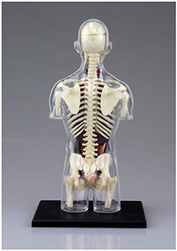 Maquette d'anatomie du squelette en plastique pour initiation médicale - 4