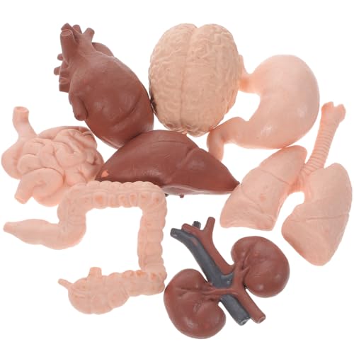 COHEALI 8 Stück Menschliche Organe Modell Set | Anatomie Modell für Kinder | Realistische Herz Gehirn Lunge Leber Lernspielzeug für Schule und Dekoration