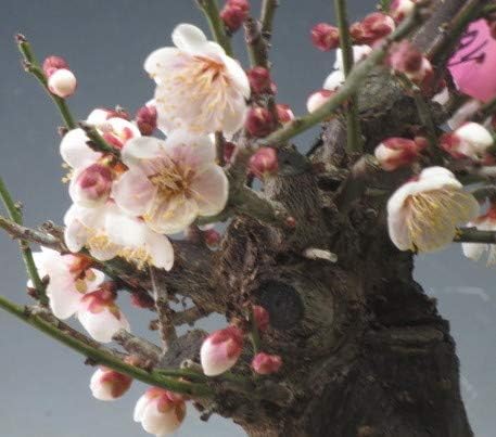 梅盆栽 花芽付き！鈴鹿の関(一重咲き・淡ピンク・中心濃ピンク）太幹