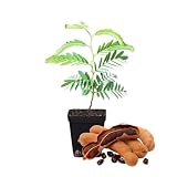 Tamarind Tree Plant Live, Hardy Fruit Tree, 5-8 Inch Tall