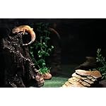 Penn-Plax Reptology Shale Step Ledge Cave Hideout - Aquarium & Terrarium Decoration - for Fish, Reptiles, Amphibians, and Small Animals - Large 2 (REP189) - Image 4