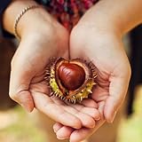 semillas de castaña las son resistentes resistentes para balcones, decorativas cama elevada balcón semillas de jardín 15pcs