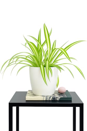 Best Artificial Hanging Plants for Your Home 73 Original Spider Plant With Pot | Healthy Air Purifying Indoor Liv...
