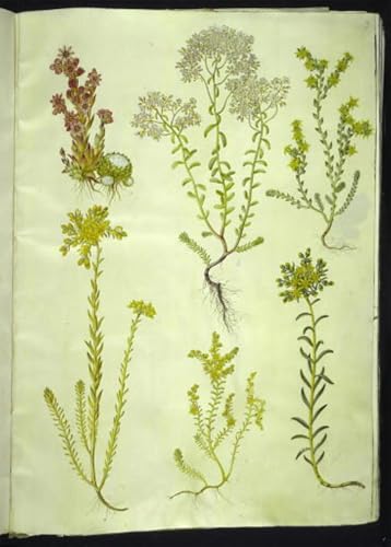 Tableau Sempervivum Arachnoideum de Hans Simon Holtzbecker 60x90cm