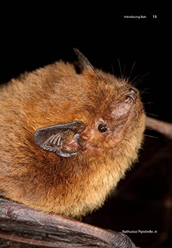 洋書　BATS     M. BROCK FENTON Amazon.com: Bats: A World of Science and Mystery