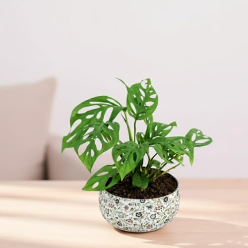Image of Amulya Farms Indoor Plants For Home | Monstera Broken Heart Live Plant in Floral Print Metal Pot | Air Purifying and Decorative Plants for Home & Office