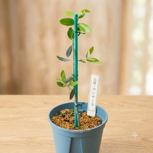 種 オリーブ 木」の人気商品一覧・価格比較 - 価格.com