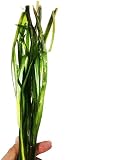Planterest - Jungle Val Rooted Vallisneria Spiralis Bunch Live Aquarium Plant Low Light Background Stems Decorations BUY2GET1FREE