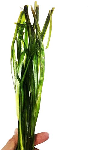 Planterest Jungle Val Rooted Bunch