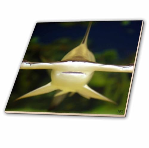 3dRose Scalloped Hammerhead Shark, Sphyrna lewini viviparous 8 Inch Ceramic Tile
