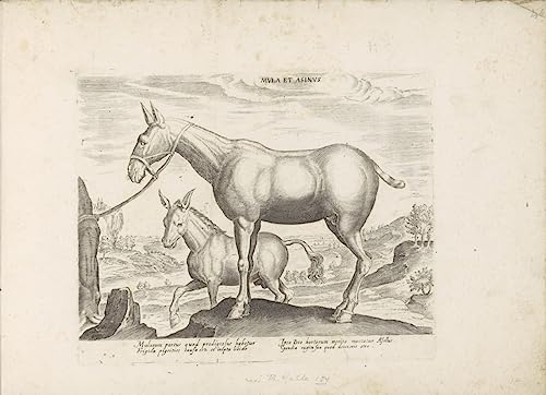 Affiche toile de maître Jan Van Der Straet | Impression d'art haut de gamme 60x90 cm