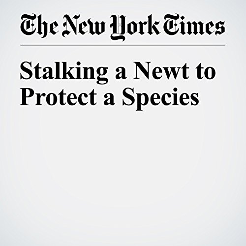 Stalking a Newt to Protect a Species cover art