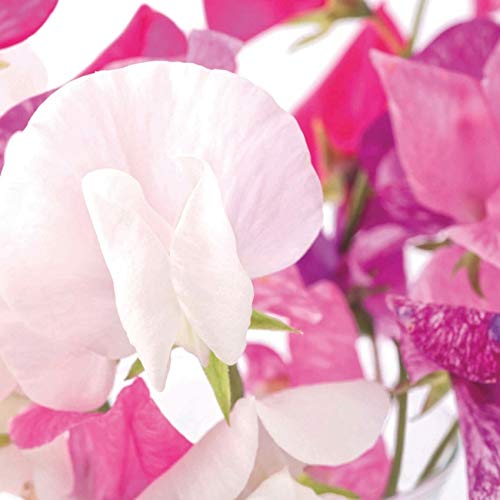 Gold Canyon Select - Sweet Pea Two-Wick Scented Candle, Lumie Style Jar #TOP1