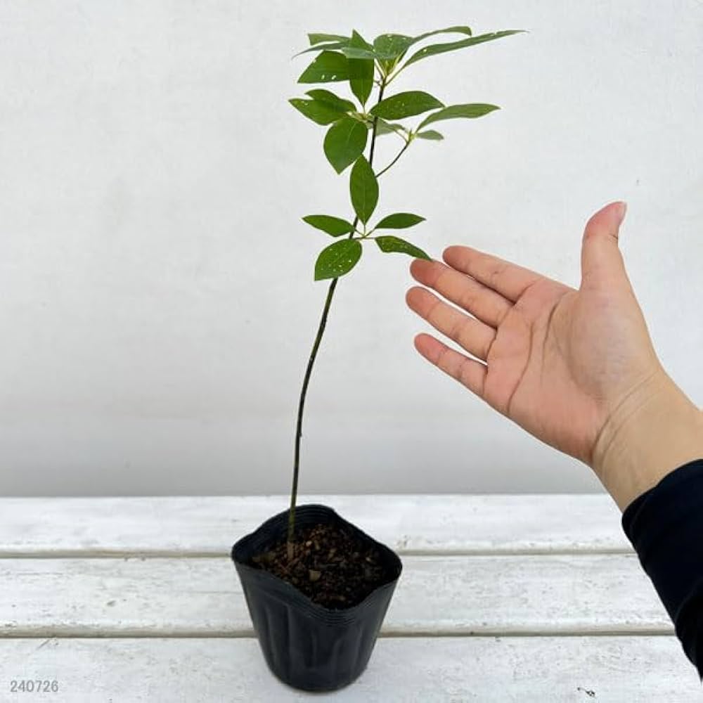 クロモジの木約3m50cm クロモジの木約3m50cm