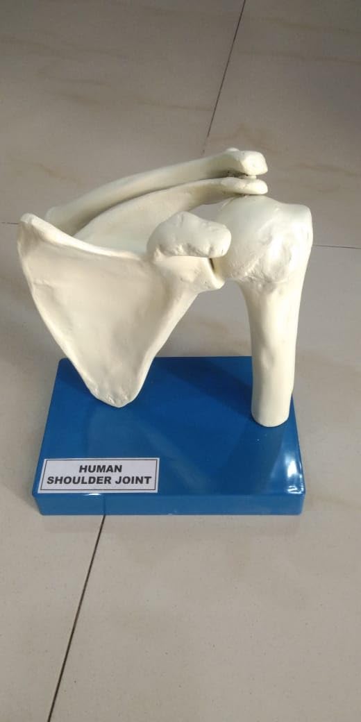 E-MEDI-Human Shoulder joint anatomy Bone Model
