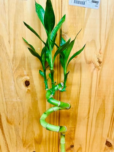 Generic Live Lucky Bamboo 12 Inch Spiral Shape Bamboo Plant 10 Unit thumb #5