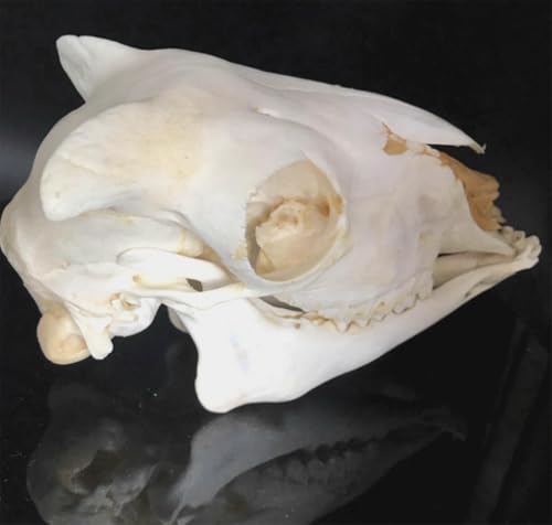 Crâne de mouton réplique de taille réelle moulage haute fidélité AMITD